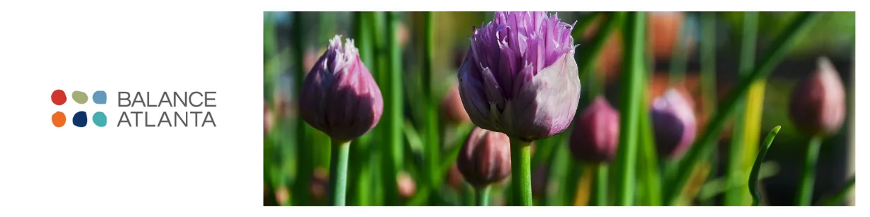 Balance Atlanta logo on white background at left; close-up of purple flower buds and green stems in a garden at right.