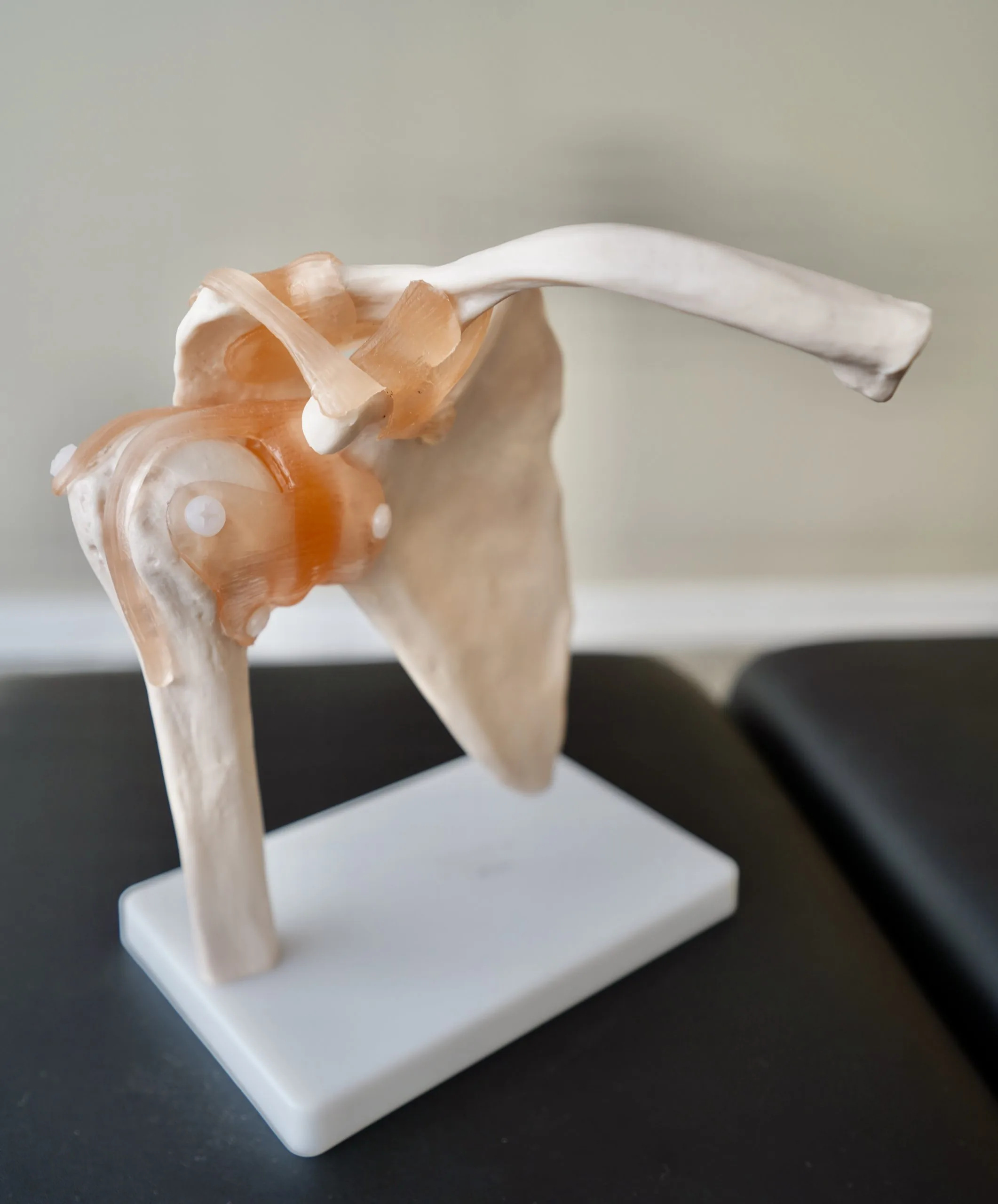 Anatomical shoulder model showing scapula, clavicle and humerus with translucent ligament overlays on a display stand