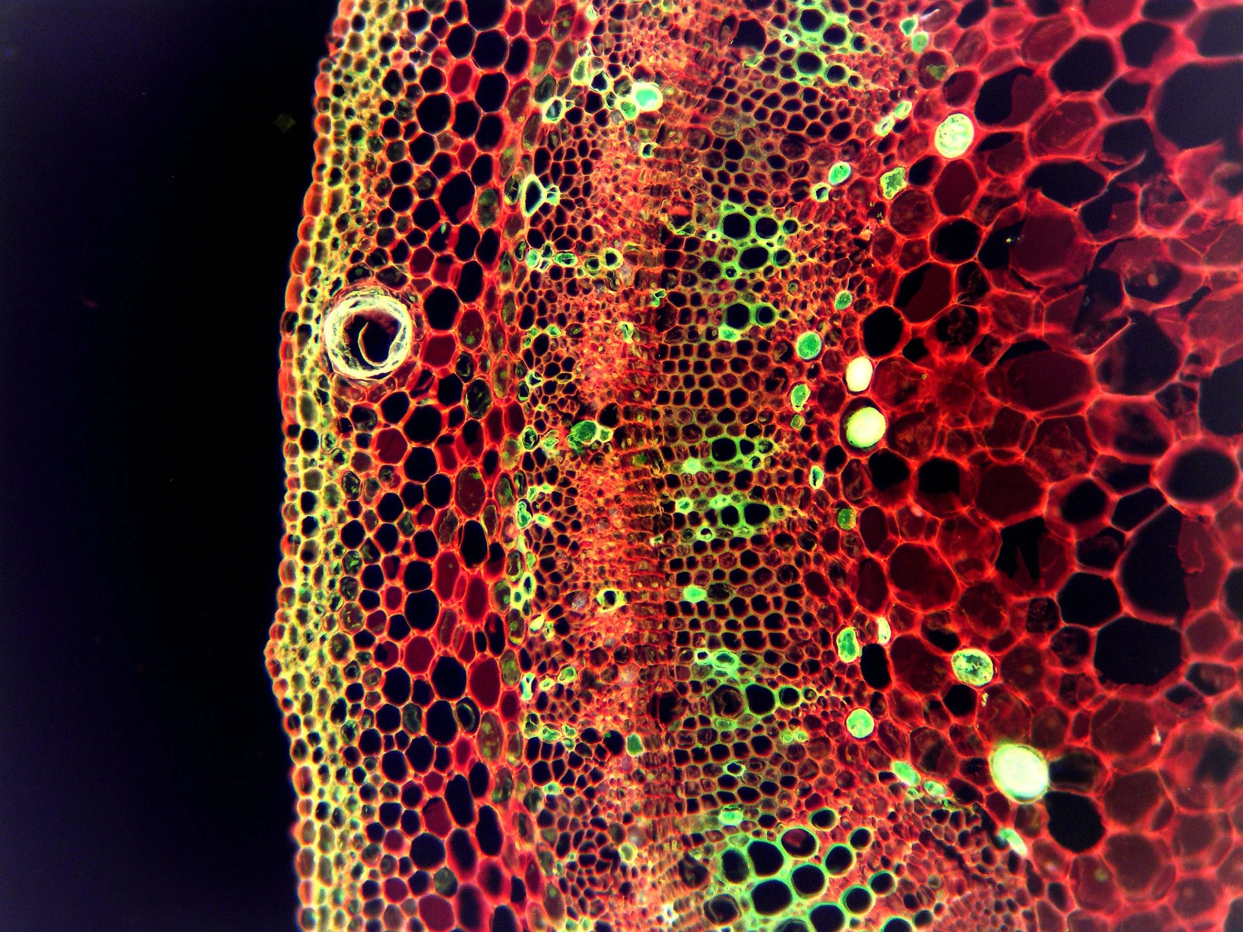 Close-up microscope view of red- and green-stained circular cells forming a honeycomb-like tissue pattern