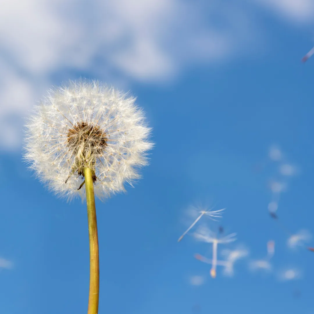 Dandelion seed head with white fluff and several seeds drifting across a clear blue sky.