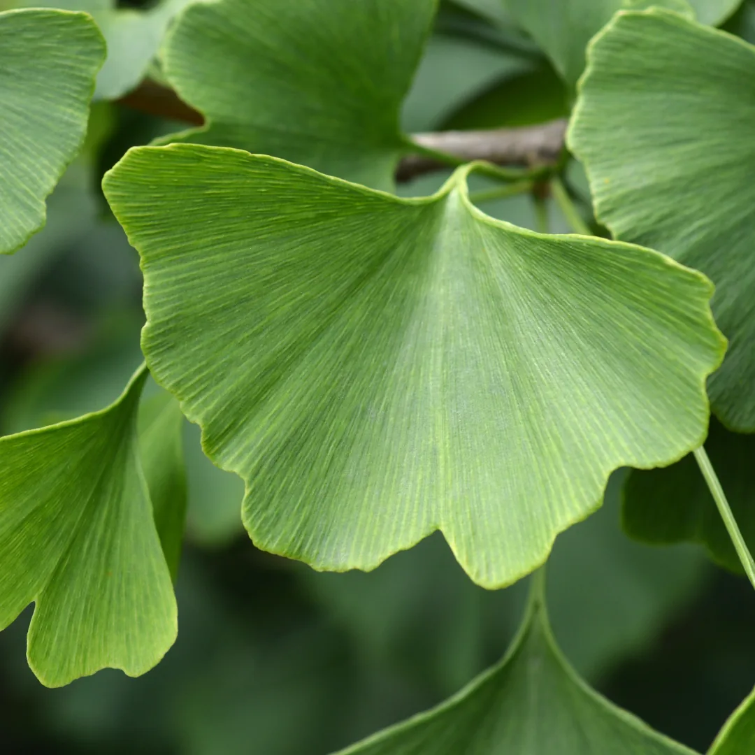 Close-up of green ginkgo biloba leaves on a branch