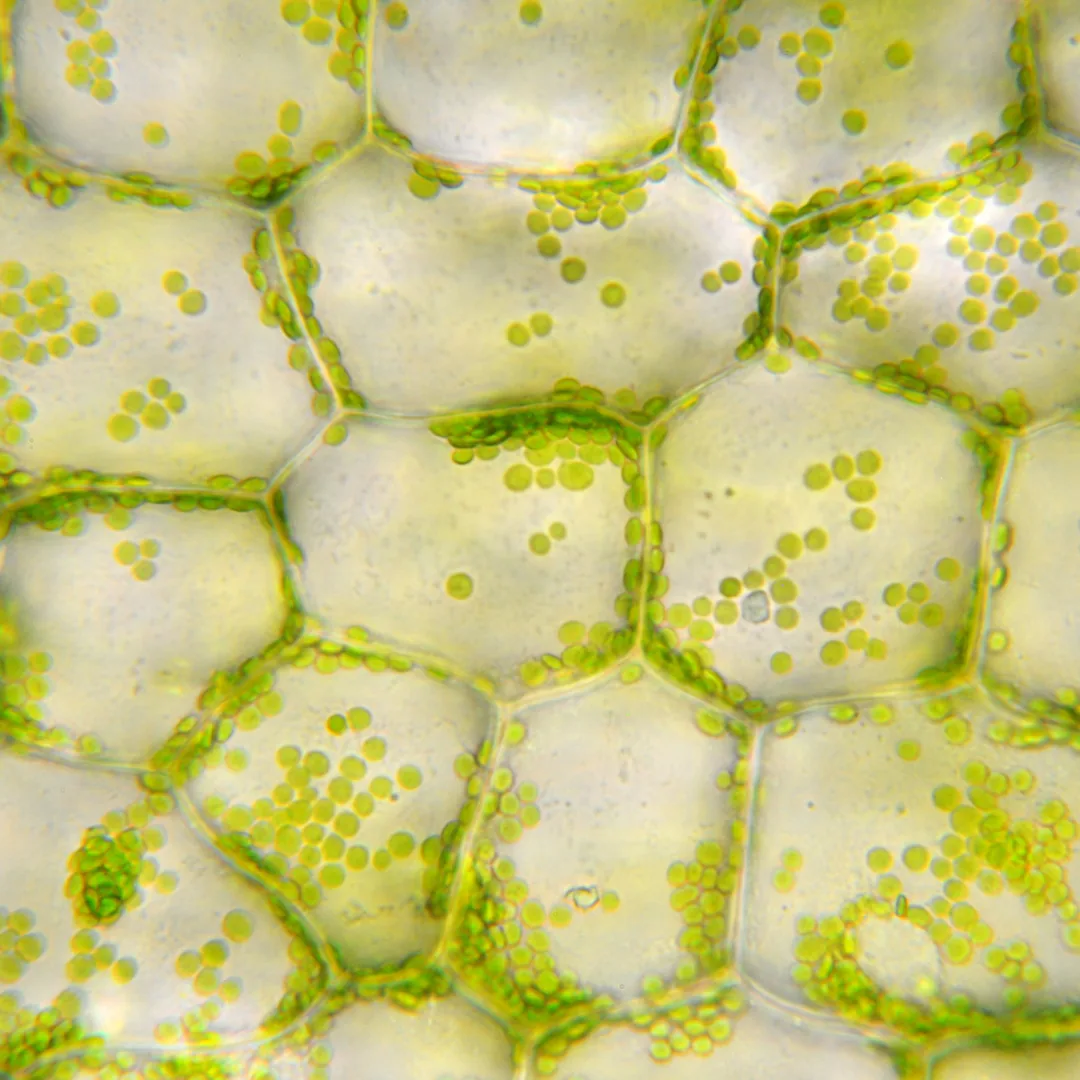 Microscope close-up of hexagonal plant cells with many small green chloroplasts clustered along the cell walls.