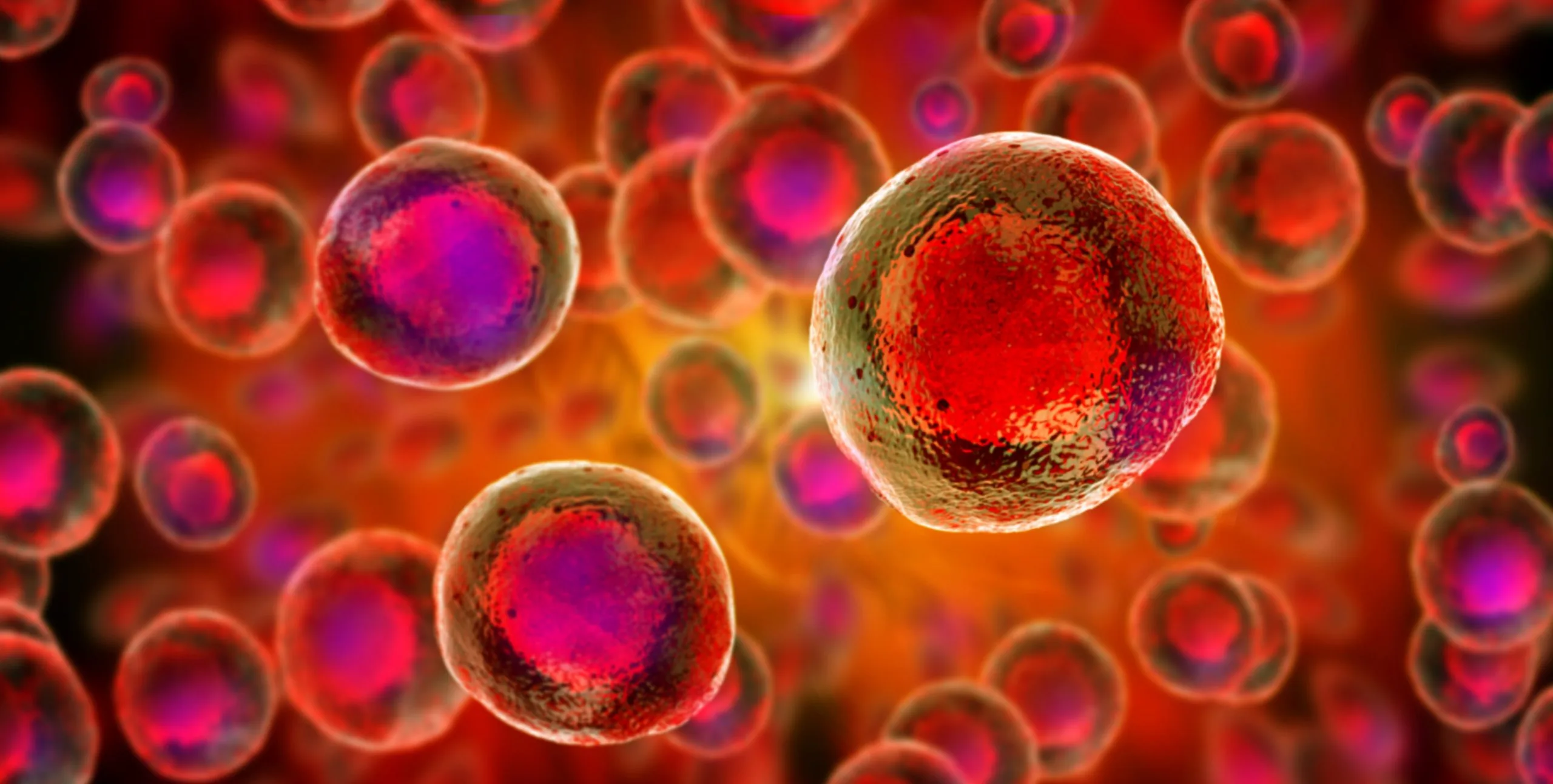 Close-up microscopic illustration of round blood cells with red and purple centers floating in an orange background