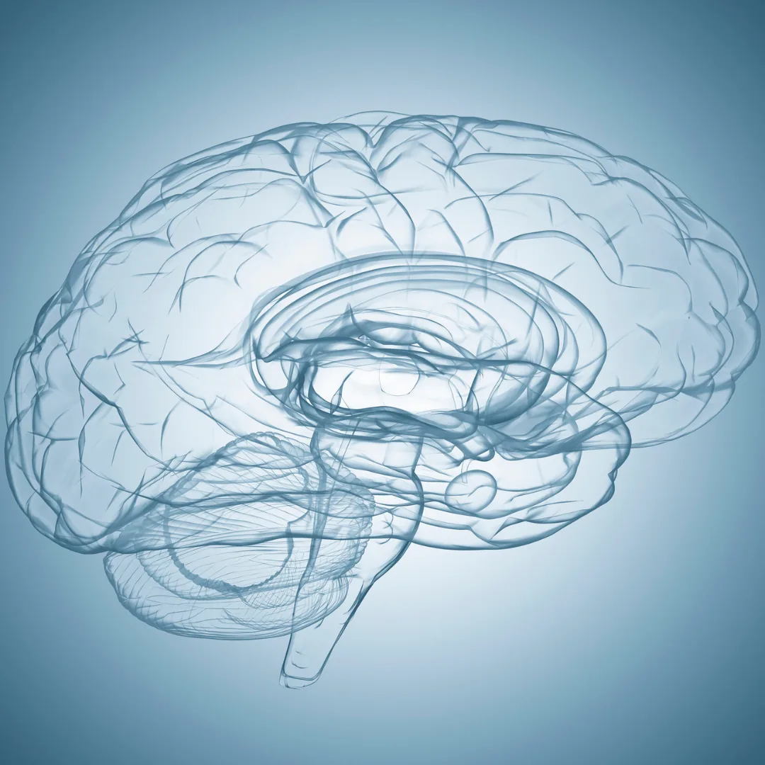 Transparent blue 3D illustration of a human brain in lateral view showing the cerebral cortex, cerebellum, and brainstem.