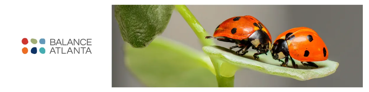 Two red ladybugs with black spots facing each other on a green leaf.